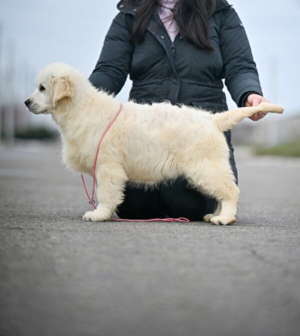 Mandarin Golden Retriever Mandarin Golden Retriever