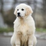 Mandarin-female-Golden-Retriever-puppy-for-sale-7
