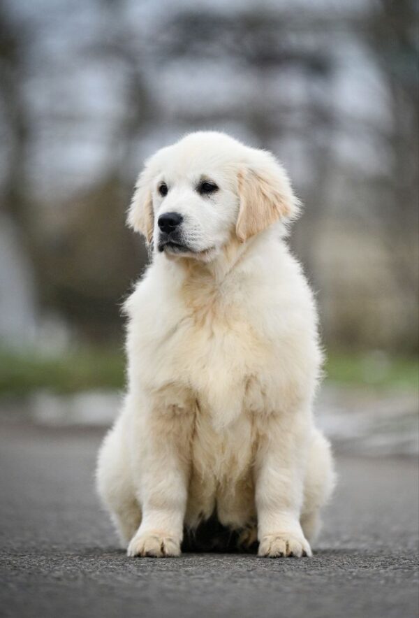 Mandarin Golden Retriever Mandarin Golden Retriever