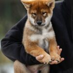Marauder-male-Shikoku-puppy-for-sale-1