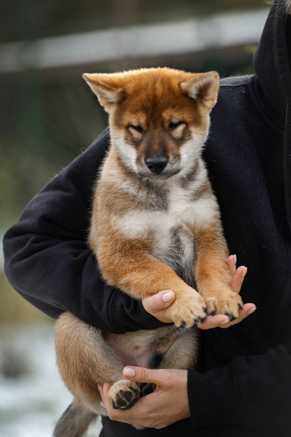 Marauder Shikoku Marauder Shikoku