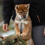 Marauder-male-Shikoku-puppy-for-sale-2