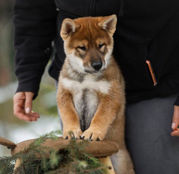 Marauder Shikoku Marauder Shikoku