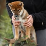 Marauder-male-Shikoku-puppy-for-sale-3
