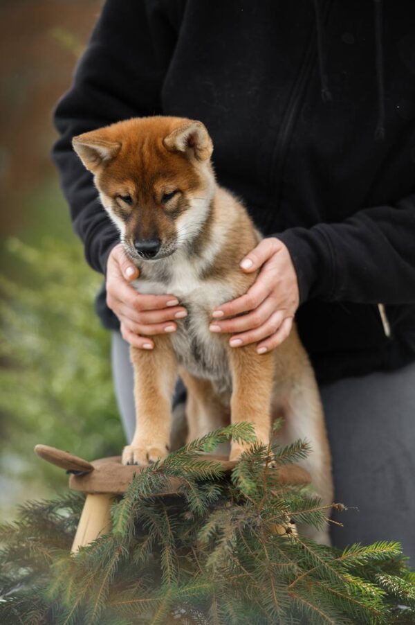 Marauder Shikoku Marauder Shikoku