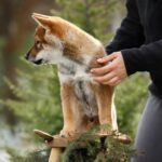 Marauder-male-Shikoku-puppy-for-sale-4