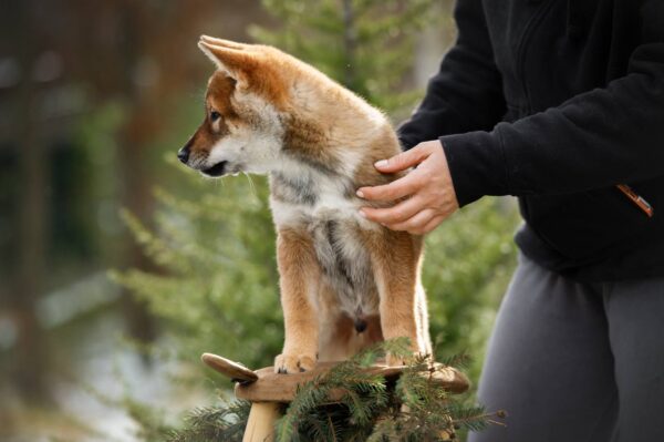 Marauder Shikoku Marauder Shikoku