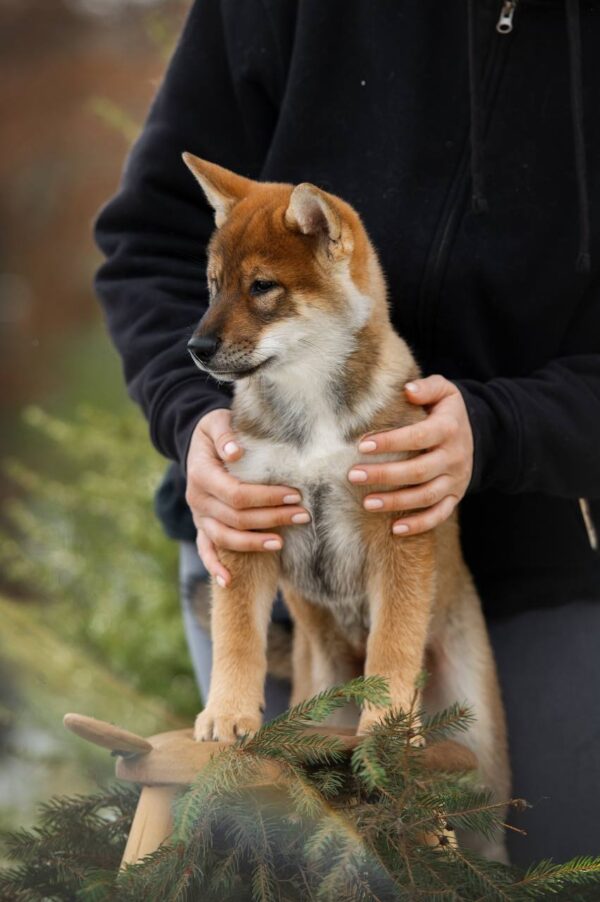 Marauder Shikoku Marauder Shikoku