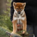 Marauder-male-Shikoku-puppy-for-sale-6