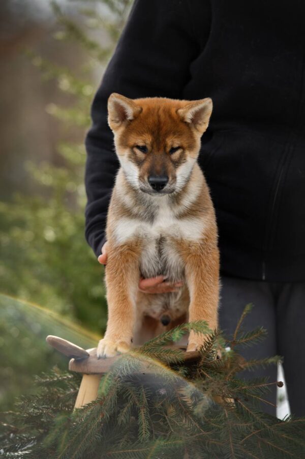 Marauder Shikoku Marauder Shikoku