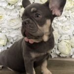 Marta-female-French-Bulldog-puppy-for-sale-1