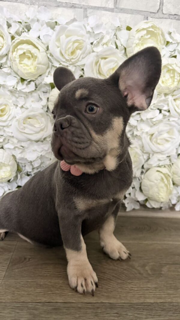 Marta French Bulldog Marta French Bulldog