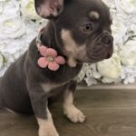 Marta-female-French-Bulldog-puppy-for-sale-3