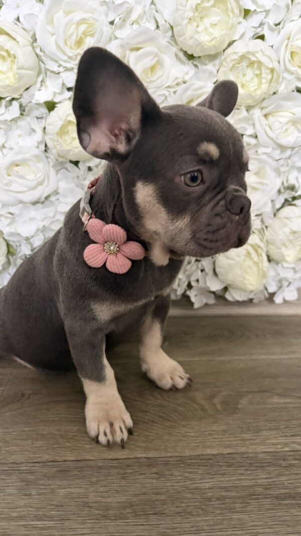 Marta French Bulldog Marta French Bulldog