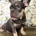 Marta-female-French-Bulldog-puppy-for-sale-4