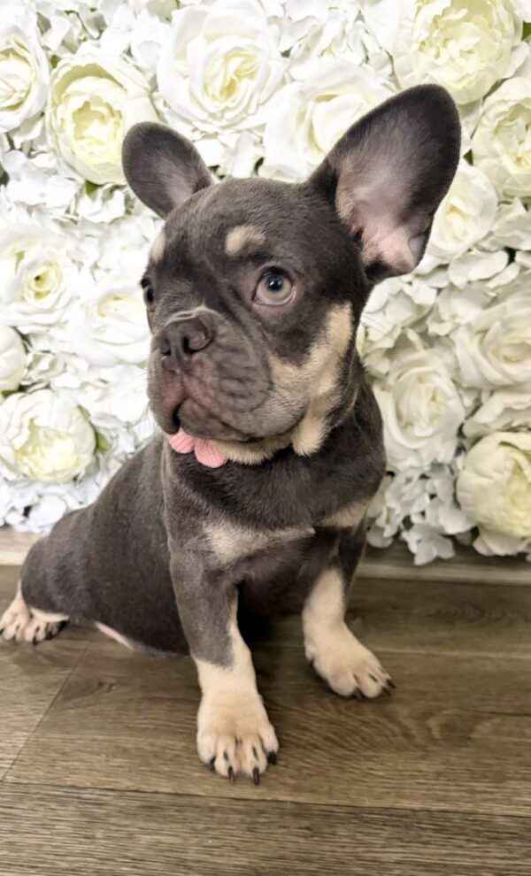 Marta French Bulldog Marta French Bulldog