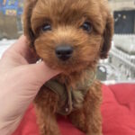 Martin-male-toy-poodle-puppy-for-sale-1 (1)