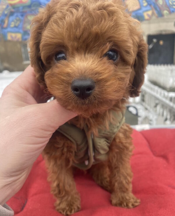 Martin Toy Poodle Martin Toy Poodle