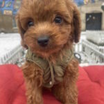 Martin-male-toy-poodle-puppy-for-sale-1 (2)