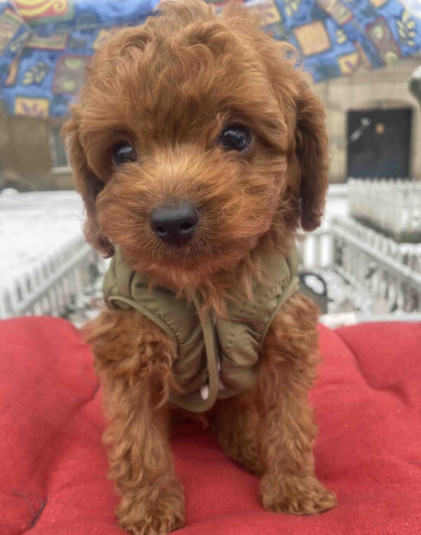 Martin Toy Poodle Martin Toy Poodle