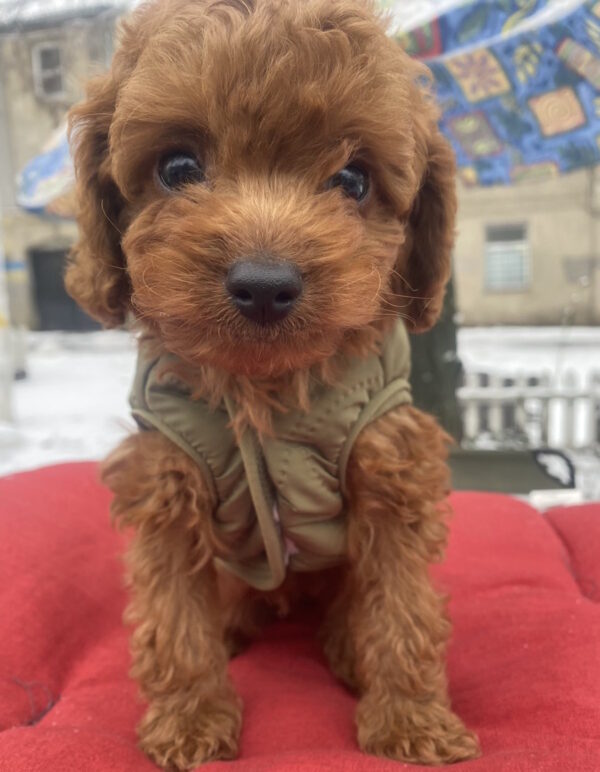 Martin Toy Poodle Martin Toy Poodle