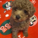 Marusya-female-toy-poodle-puppy-for-sale-1 (1)