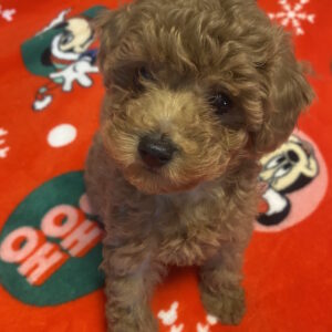 Marusya Toy Poodle Marusya Toy Poodle