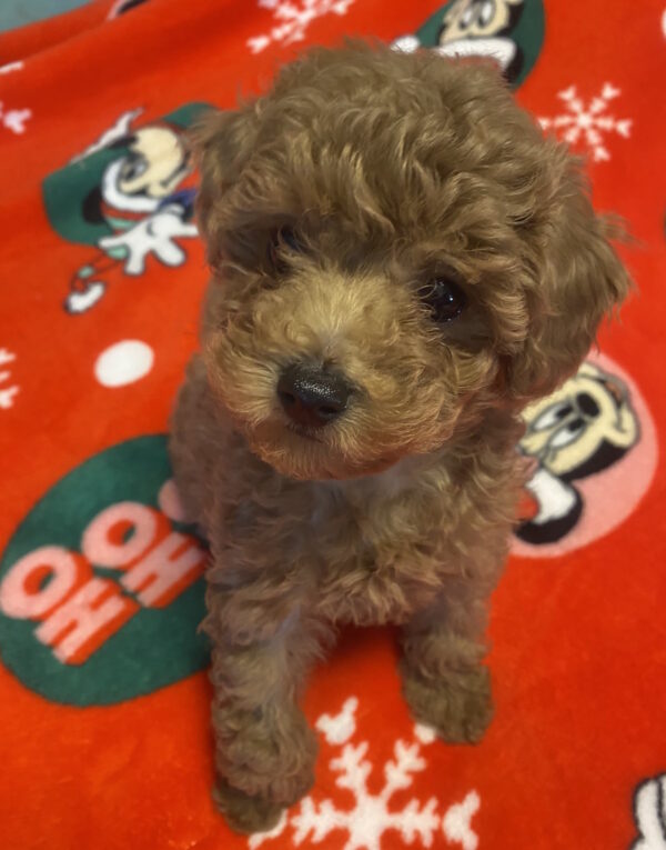 Marusya Toy Poodle Marusya Toy Poodle