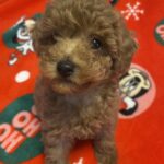 Marusya-female-toy-poodle-puppy-for-sale-1 (2)