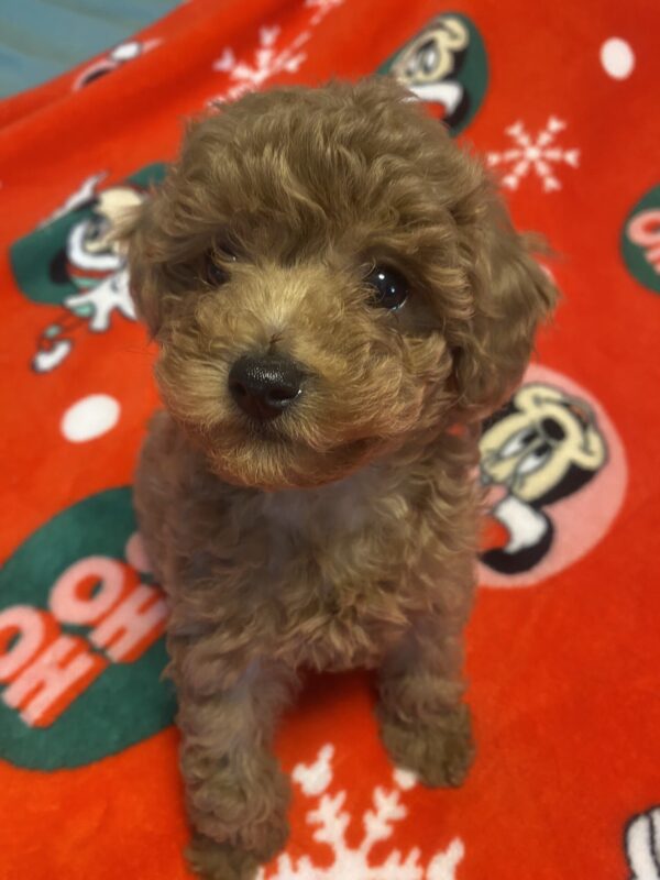 Marusya Toy Poodle Marusya Toy Poodle