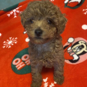 Marusya Toy Poodle Marusya Toy Poodle