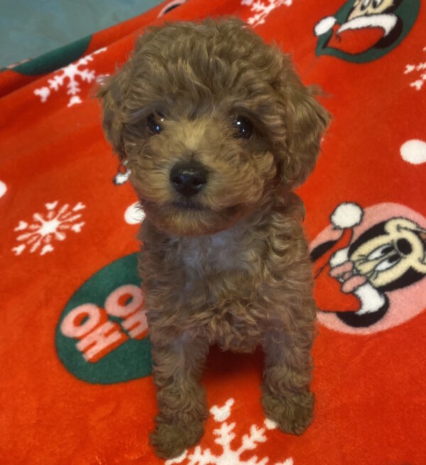 Marusya Toy Poodle Marusya Toy Poodle