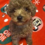 Marusya-female-toy-poodle-puppy-for-sale-1 (4)