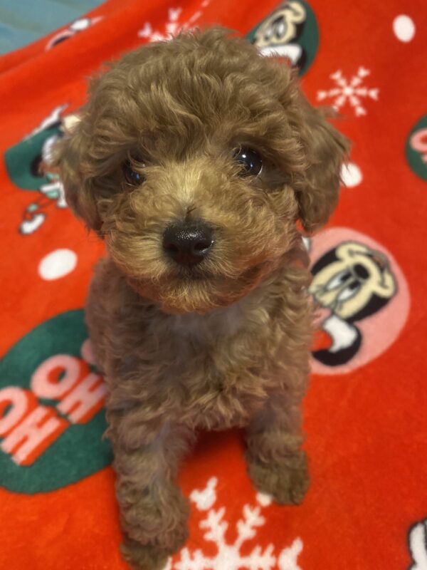 Marusya Toy Poodle Marusya Toy Poodle