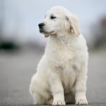 Mascarpone-male-Golden-Retriever-puppy-for-sale-1