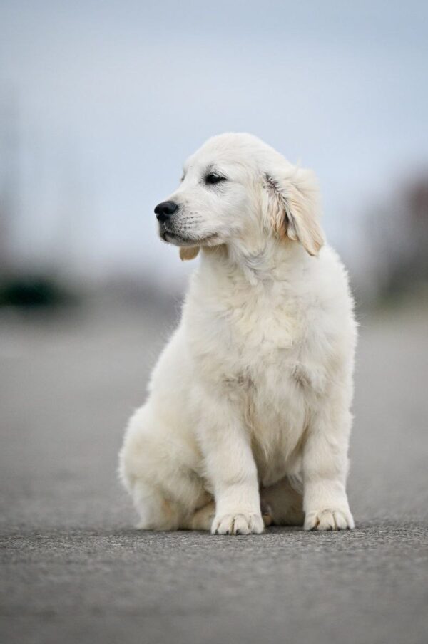 Mascarpone Golden Retriever Mascarpone Golden Retriever