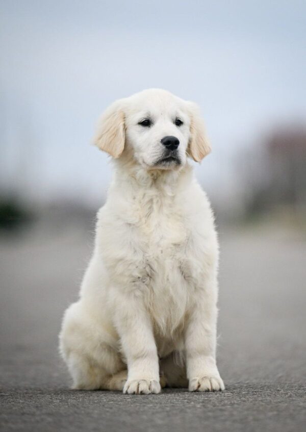 Mascarpone Golden Retriever Mascarpone Golden Retriever