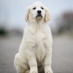 Mascarpone-male-Golden-Retriever-puppy-for-sale-3