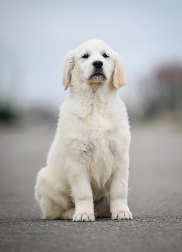 Mascarpone Golden Retriever Mascarpone Golden Retriever