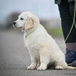 Mascarpone-male-Golden-Retriever-puppy-for-sale-4