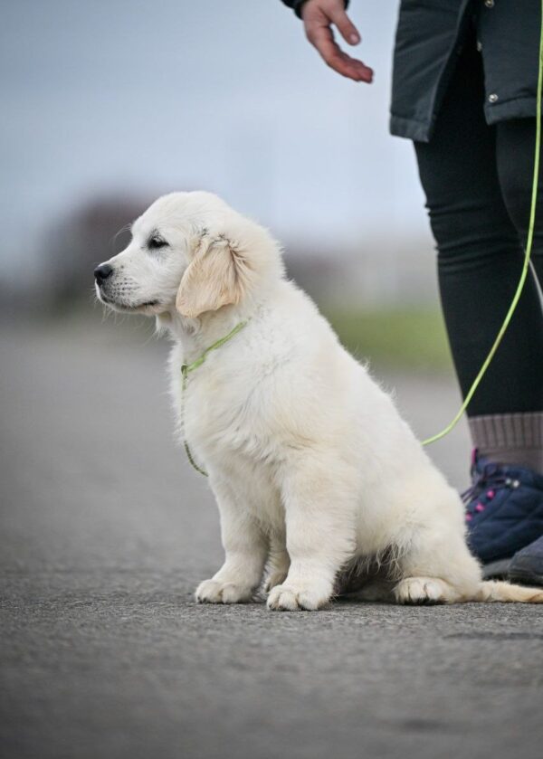 Mascarpone Golden Retriever Mascarpone Golden Retriever