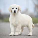 Mascarpone-male-Golden-Retriever-puppy-for-sale-5