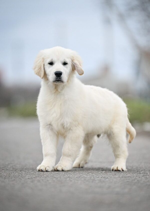 Mascarpone Golden Retriever Mascarpone Golden Retriever