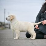 Mascarpone-male-Golden-Retriever-puppy-for-sale-6