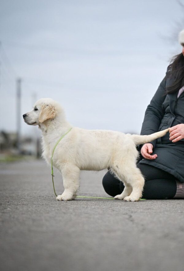 Mascarpone Golden Retriever Mascarpone Golden Retriever