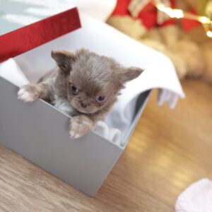 Messalina Chihuahua Messalina Chihuahua