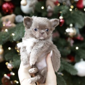 Messalina Chihuahua Messalina Chihuahua