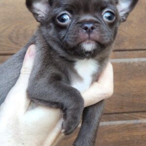 Midea Chihuahua Midea Chihuahua