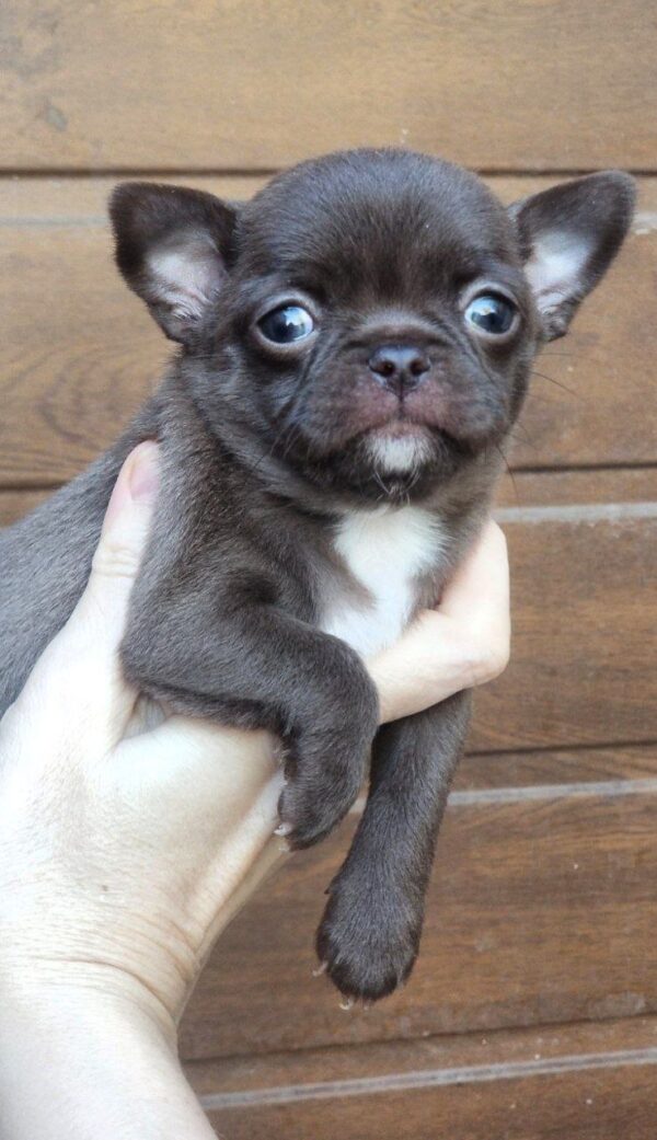 Midea Chihuahua Midea Chihuahua