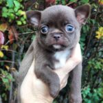 Midea-female-Chihuahua-puppy-for sale-2